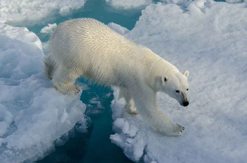 Oso Polar - islas Svalbard - Noruega 16.jpg